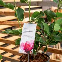 Magnolia `Longblomma`